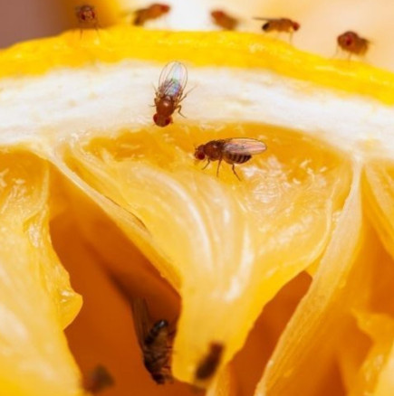 Как да се отървем от плодовите мушици в кухнята?