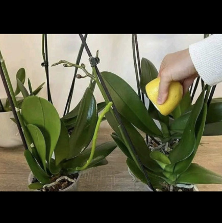 Капка лимонов сок и даже спаружената орхидея започва да цъфти! Ето как: