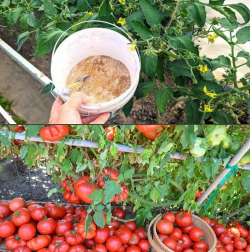 Поръсете този прах върху корените на доматите през юли: ще има толкова много домати, че ще ги раздавате с кофите!