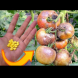 Забравете за късната болест по доматите. Лекарство, което ще предотврати загубата на реколтата