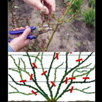 Заради тези ЧЕТИРИ грешки при есенната резитба розите не доживяват до напролет - вижте как  правилно да се прави: