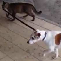 Котка води куче за каишка ! Впечатляващо видео!
