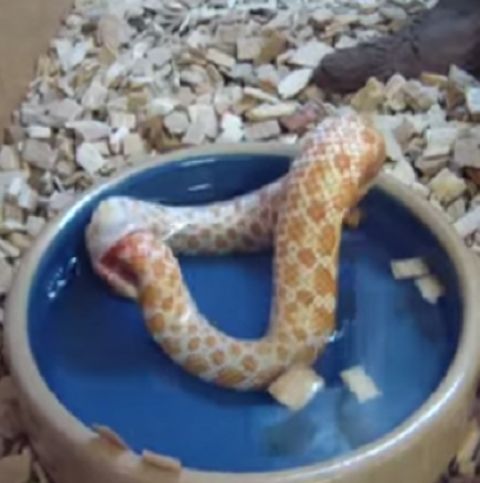 Ужас! Змия се самоизяжда! (Видео)