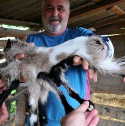 Козле с 8 крака се роди във ферма