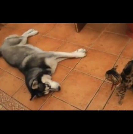 Кучета и досадни котки с тяхното приятелство - Видео
