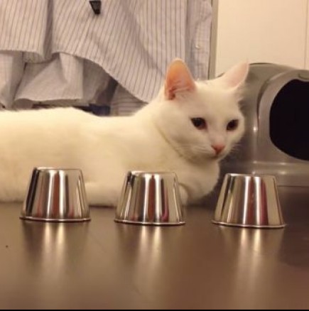 Вижте невероятната котка, специалист в играта "Тука има, тука нема"- Видео