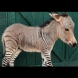 Роди се наполовина магаре, наполовина зебра - Видео