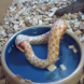 Ужас! Змия се самоизяжда! (Видео)