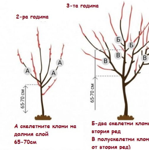 Подрязване и оформяне на млади овощни дървета през пролетта. Как да го направите правилно