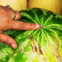 Един приятел ми каза как да избера най-вкусната диня. 8 признака за узряла диня