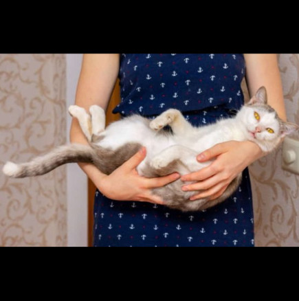 Котката е ЖИВО ЛЕКАРСТВО! 6 болести, които само една котка може да излекува: