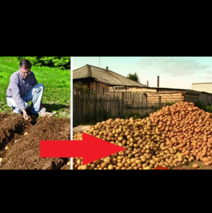 Всички са изненадани, че садим картофи през август: Когато видят реколтата след 60 дни, и те правят като нас! Винаги отличен резултат:
