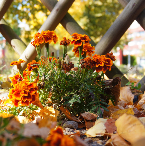 Подробен месечен хороскоп – октомври 2025