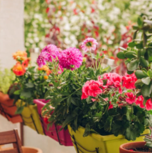 Спасява растенията преди първата слана: Трик на стари градинари, който не струва нищо