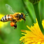 Какво да правим при ужилване от пчела, или оса