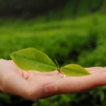 Как помага на кожата ни зеленият чай
