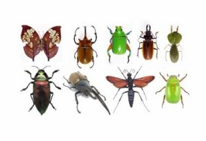 Как да се справим с насекомите в дома ни