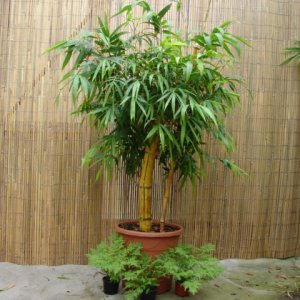 Как се отглежда бамбук на щастието вкъщи