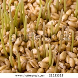 Полезните мастни киселини в пшеничния зародиш