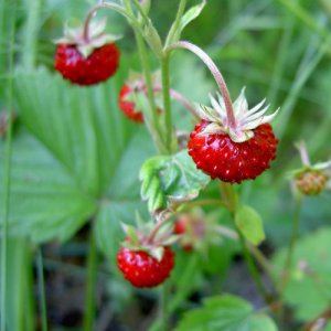 Здравословната билка горска ягода и плод