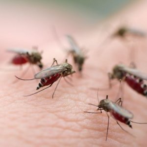 Рецепта от розмарин против комари