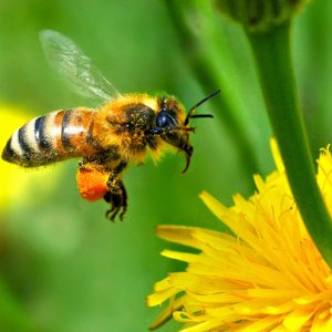 Какво трябва първо да направим при ужилване от оса, или пчела