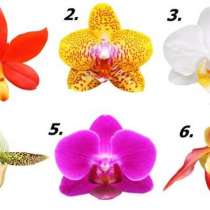 Интересен тест с орхидеи