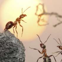 5 трика срещу мравки в дома
