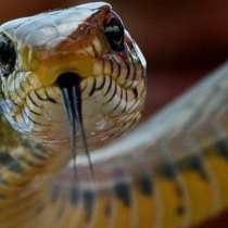 Огромна змия нападна млада жена и я ухапа