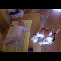 Ще ви умили: Погледнете как куче помага да се сменят пелените на бебето (Видео)