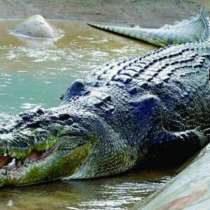 Двуметров крокодил пострада, след като 120-килограмова жена падна върху него