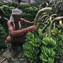 Бананите изчезват от лицето на света-банановите плантации умират!