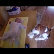 Невероятно мило видео! Куче - бавачка помага на стопанката си да смени пелените на бебе...