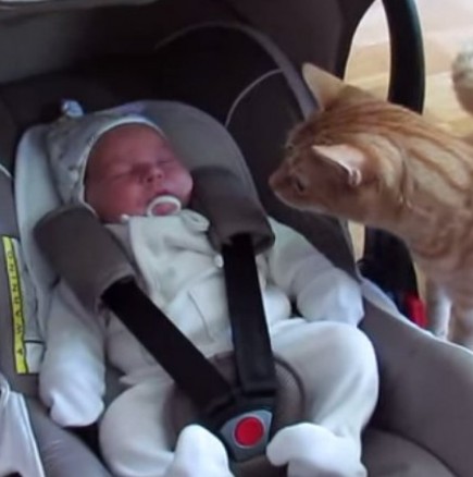 Коте вижда бебе за първи път. Вижте как реагира! (Видео)