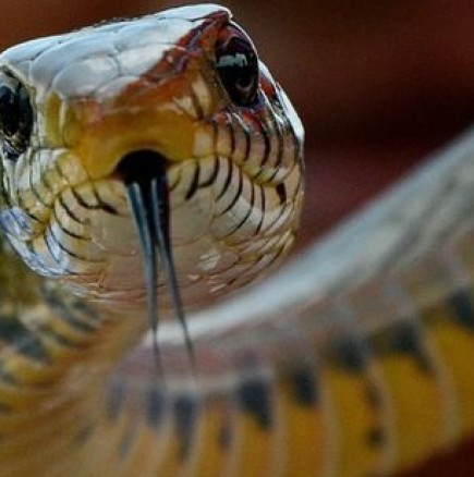 Огромна змия нападна млада жена и я ухапа