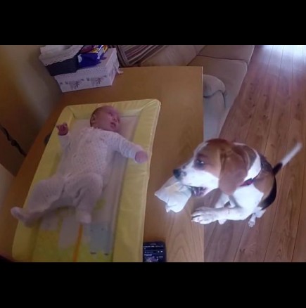 Ще ви умили: Погледнете как куче помага да се сменят пелените на бебето (Видео)