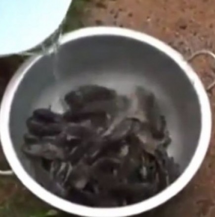 Хиляди живи риби паднаха от небето, след проливен дъжд - Видео