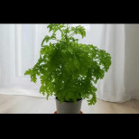 Най-ценното стайно растение, което имам у дома: Всяко листо лекува болки в гърлото, инфекция на ухото и премахва главоболие!