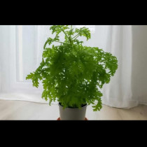 Най-ценното стайно растение, което имам у дома: Всяко листо лекува болки в гърлото, инфекция на ухото и премахва главоболие!