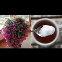 Една ЕДИНСТВЕНА съставка от кухнята: Дайте я на коледничето сега и ще избухне в цветове до Коледа