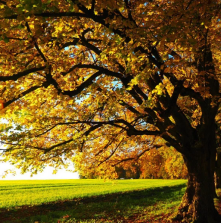 Който има това дърво близо до къщата, привлича късмет и прогонва злото! Ето защо нашите предци са вярвали в неговата сила