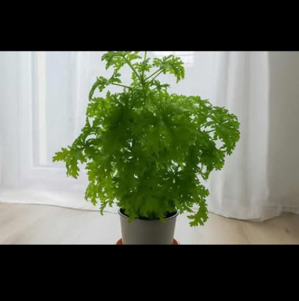 Най-ценното стайно растение, което имам у дома: Всяко листо лекува болки в гърлото, инфекция на ухото и премахва главоболие!