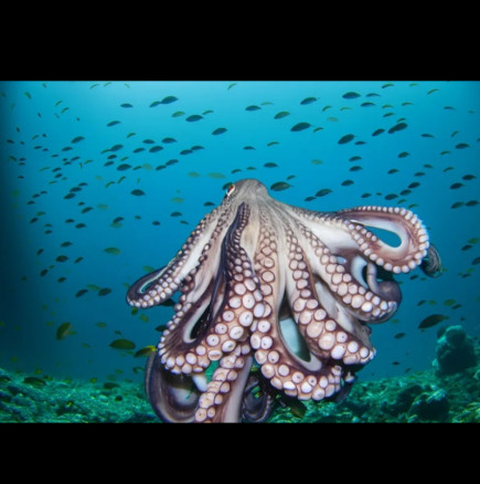 Октоподите имат синя кръв, три сърца и мозък в пипалата си: Какво друго не знаехте за тези морски гении?