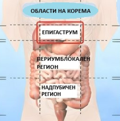 Карта на коремната болка: Заболявания, които могат да бъдат идентифицирани по местоположение на болката