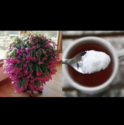 Една ЕДИНСТВЕНА съставка от кухнята: Дайте я на коледничето сега и ще избухне в цветове до Коледа