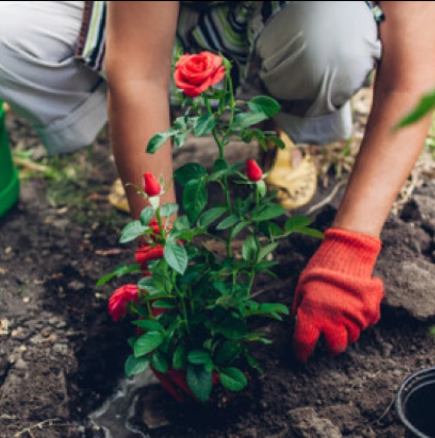 Ноември е идеален за засаждане на рози: През пролетта ще ви посрещне великолепен цъфтеж
