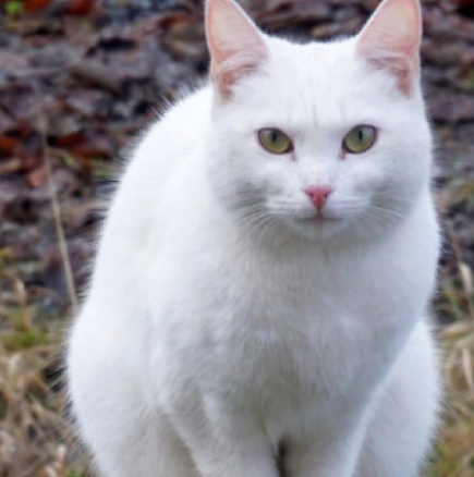 Ето какво значи когато бяла котка ви пресече пътя и какво трябва да направите веднага щом я видите