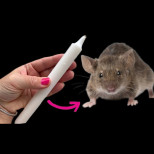 Отървете се ЗАВИНАГИ от мишки и плъхове само с 1 СВЕЩ!