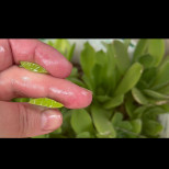 Ядох по едно листо всеки ден преди закуска и ето какво се случи само за 30 дни