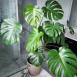 Те привличат нещастие и страдание: Не дръжте тези 2 цветя в къщата си, докато сте живи.